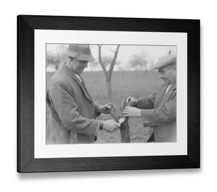 Framed Print : Men grafting apple trees. 1939 Framed Print : Men grafting apple trees. 1939