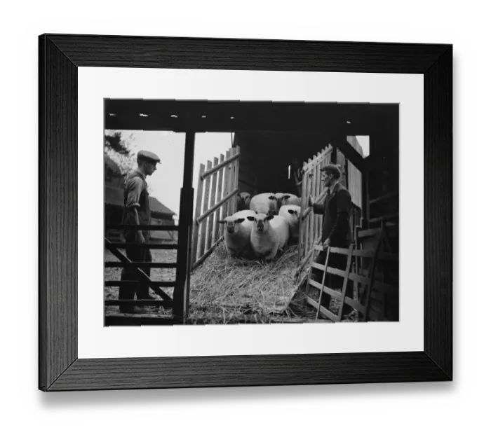 Framed Print : Unloading sheep from a lorry down a ramp. 1937