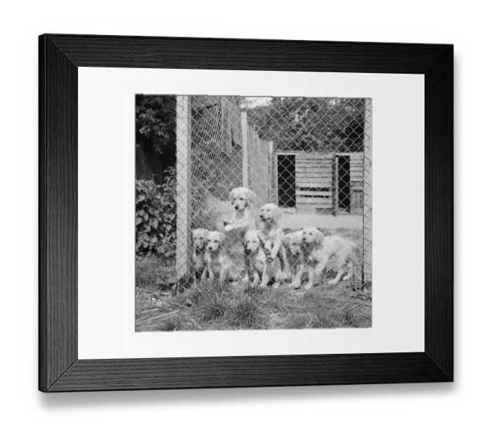 Framed Print : Puppies in their cage at the South Darenth Kennels in Kent. 1935