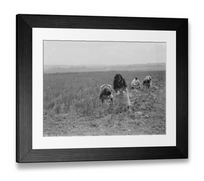 Framed Print : Collecting the spring onion crop in Hextable, Kent. Farm workers are plucking