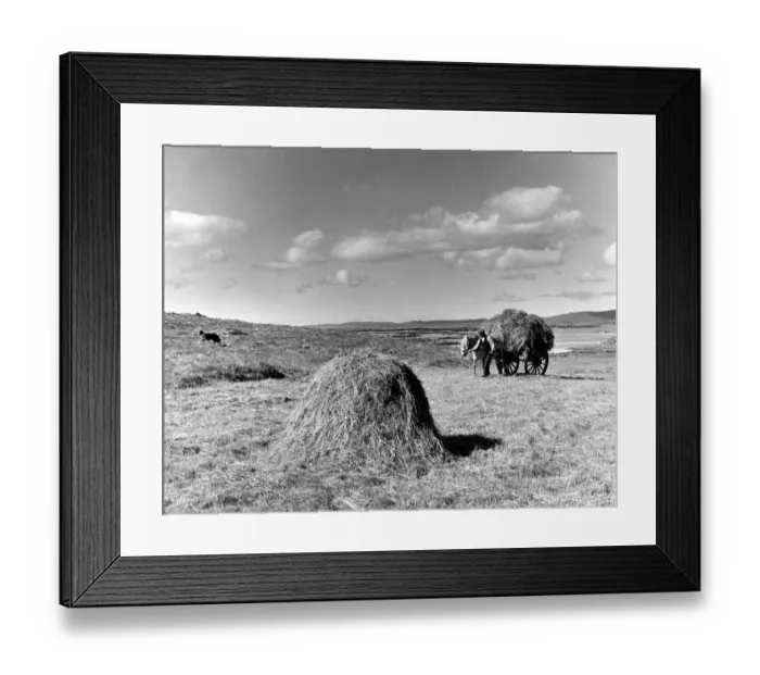 Framed Print : Getting in the hay crop in the Hebrides. Southern farmers may grumple about the weather Framed Print : Getting in the hay crop in the Hebrides. Southern farmers may grumple about the weather