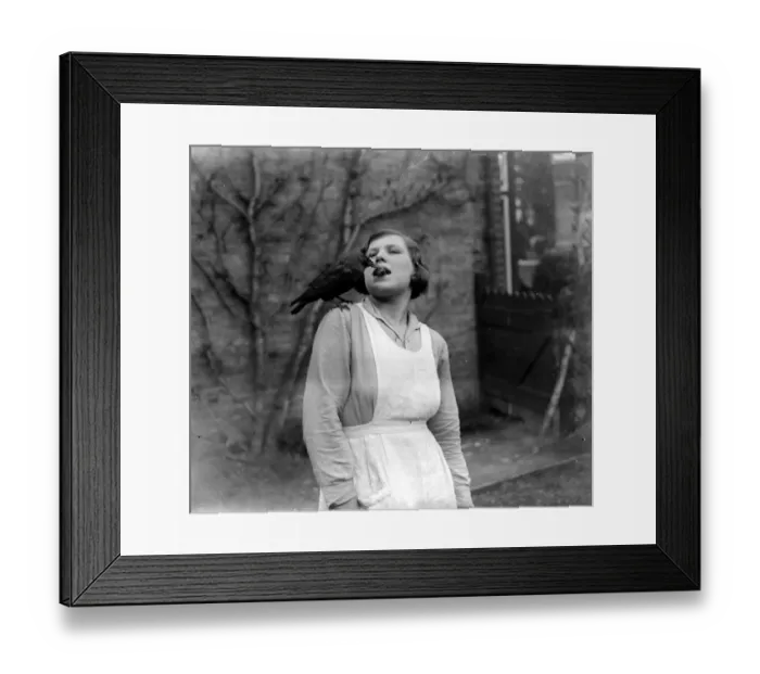 Framed Print : Tamed jackdaw at Sidcup, Kent. 1934 Framed Print : Tamed jackdaw at Sidcup, Kent. 1934