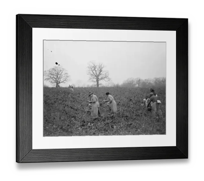 Framed Print : December raspberries. 1934