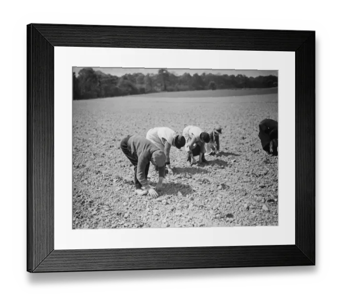 Framed Print : Preserving strawberry plants from drought. 1938 Framed Print : Preserving strawberry plants from drought. 1938