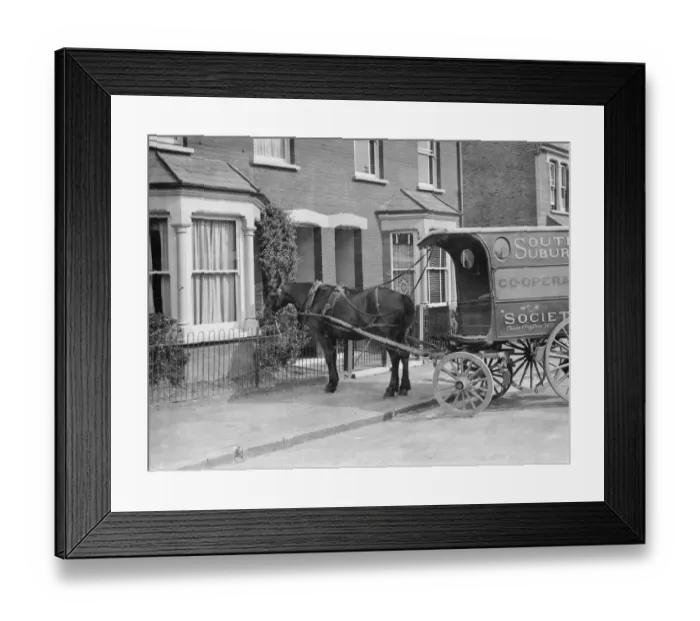 Framed Print : Co - op cart horse eating a bush. 1937 Framed Print : Co - op cart horse eating a bush. 1937