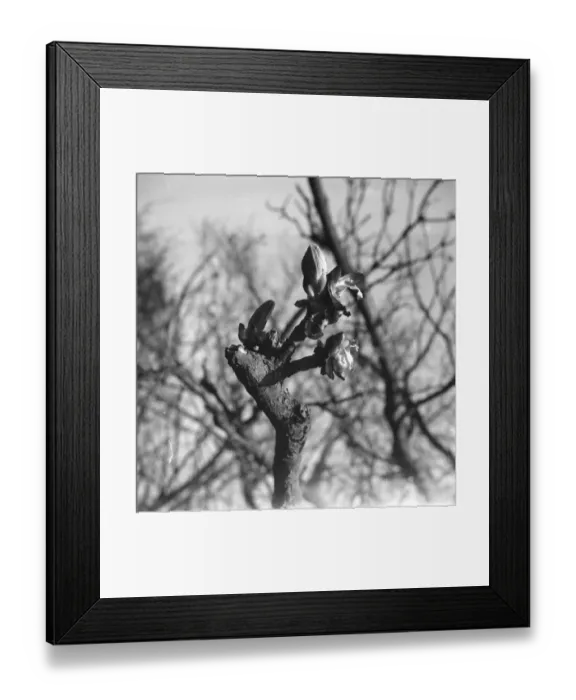 Framed Print : Horsechesnut buds on autumn branches. 1939 Framed Print : Horsechesnut buds on autumn branches. 1939