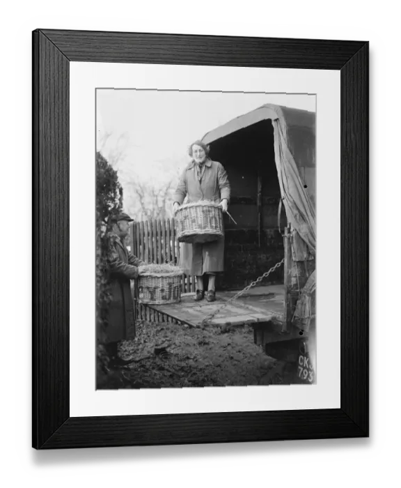 Framed Print : Mrs E Butcher carrying a basket on the back of ans Buthcer Carrier Bedford lorry Framed Print : Mrs E Butcher carrying a basket on the back of ans Buthcer Carrier Bedford lorry