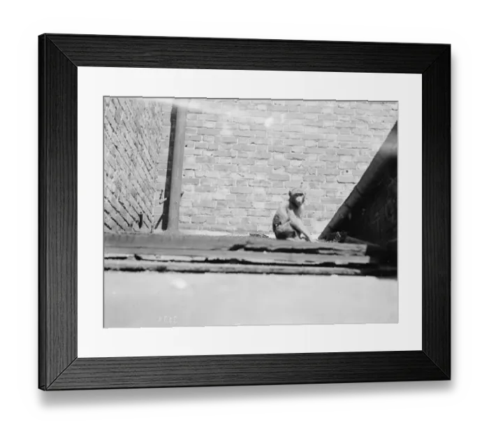 Framed Print : The Dartford Carnival. Monkeys escape and take to the roof. 1936