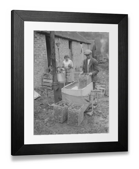 Framed Print : A farmer cultivates his strawberries. 1935 Framed Print : A farmer cultivates his strawberries. 1935