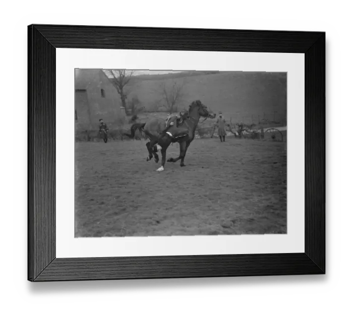 Framed Print : Horse trick riding in Eynsford, Kent. Hanging from the stirrup and picking an