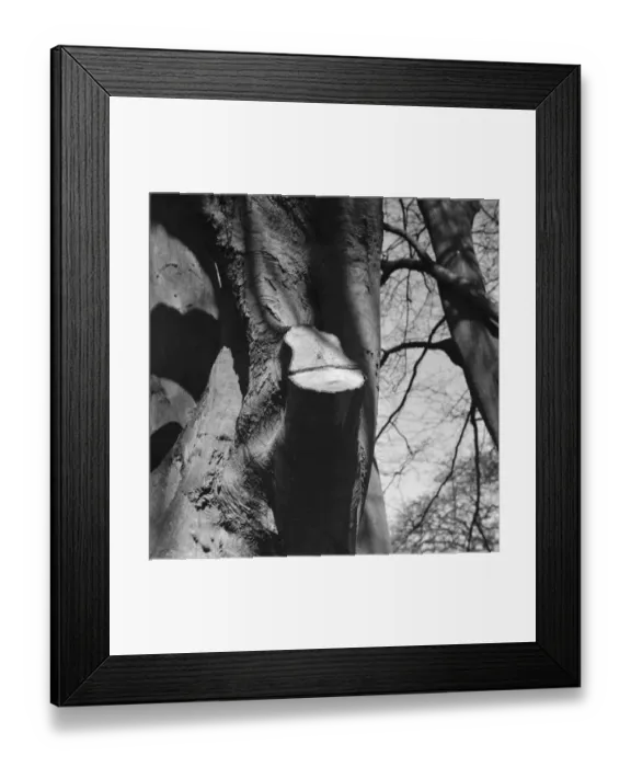 Framed Print : A lopped beech tree branch with rising sap. 1939 Framed Print : A lopped beech tree branch with rising sap. 1939
