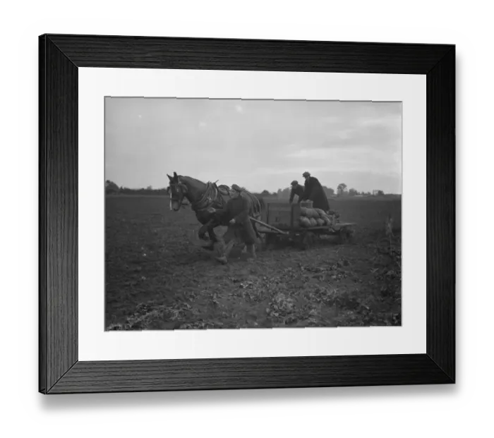 Framed Print : Potato demonstration, Cottons farm. Taking the sack of potatoes away. 6 July 1936