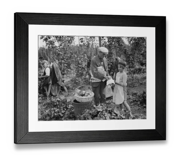 Framed Print : Hop pickers in East Peckham. Young and old helping in the hop field. 1 September 1938 Framed Print : Hop pickers in East Peckham. Young and old helping in the hop field. 1 September 1938