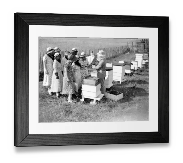 Framed Print : Swanley College girls at bee education. 1934 Framed Print : Swanley College girls at bee education. 1934