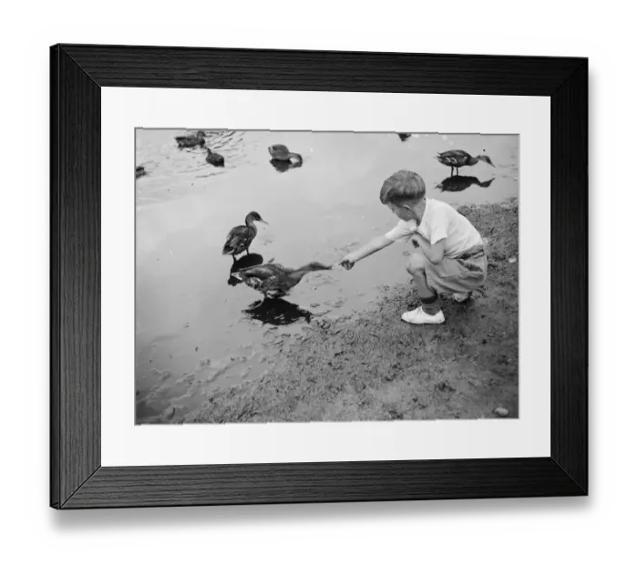 Framed Print : A boy feeding ducks. 1935 Framed Print : A boy feeding ducks. 1935