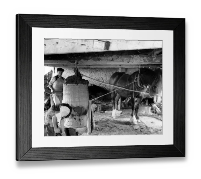Framed Print : Horses working on farm mill Framed Print : Horses working on farm mill