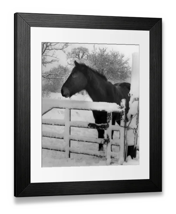Framed Print : Horse in the Snow Framed Print : Horse in the Snow