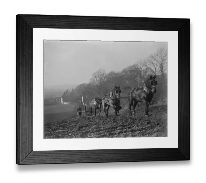 Framed Print : A farmer and his horse team plough a field in the Darenth Valley in Kent. 1937 Framed Print : A farmer and his horse team plough a field in the Darenth Valley in Kent. 1937