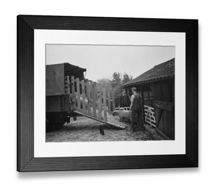 Framed Print : Men loading sheep up a ramp onto a lorry. 1937