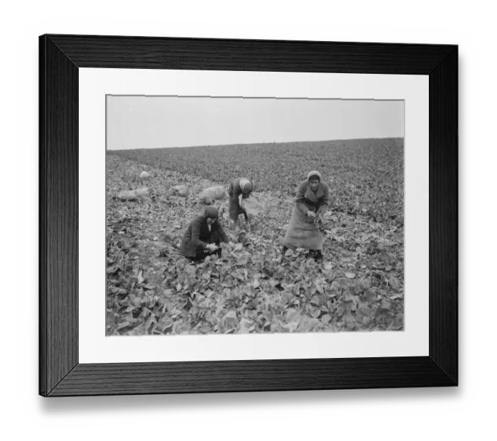 Framed Print : Women cutting spring cabbages in Birchwood, Kent. 1939