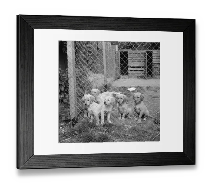 Framed Print : Puppies in their cage at the South Darenth Kennels in Kent. 1935 Framed Print : Puppies in their cage at the South Darenth Kennels in Kent. 1935