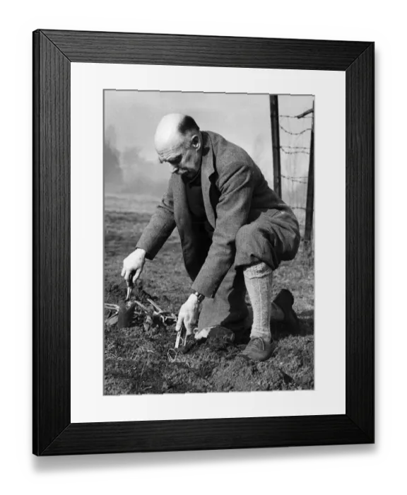 Framed Print : Sir Stephen Tallens seen here setting a mole trap even though he is a Knight Commander Framed Print : Sir Stephen Tallens seen here setting a mole trap even though he is a Knight Commander