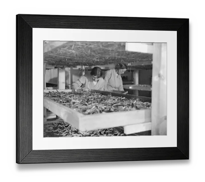 Framed Print : At Lady Hart Dykes silk worm farm at Lullingstone Castle, Eynsford, Kent. The worms Framed Print : At Lady Hart Dykes silk worm farm at Lullingstone Castle, Eynsford, Kent. The worms