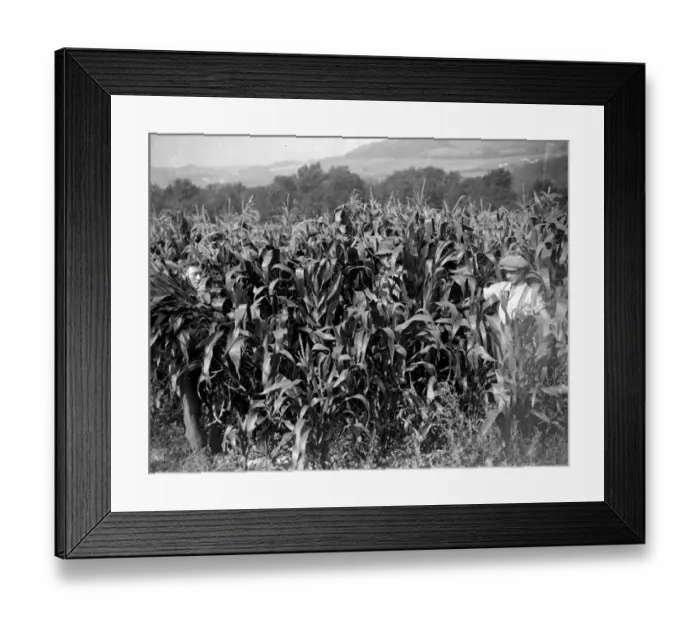 Framed Print : Maize harvesting at Farningham, Kent. 1934 Framed Print : Maize harvesting at Farningham, Kent. 1934