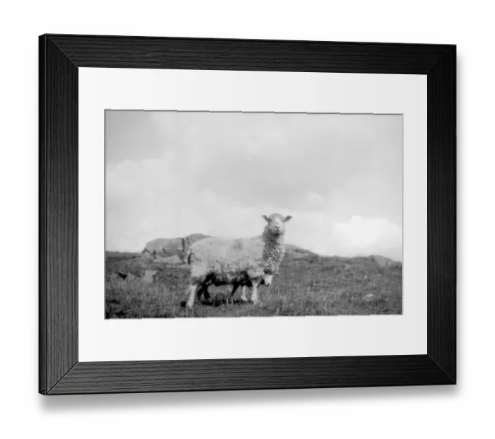 Framed Print : Sheep in a field