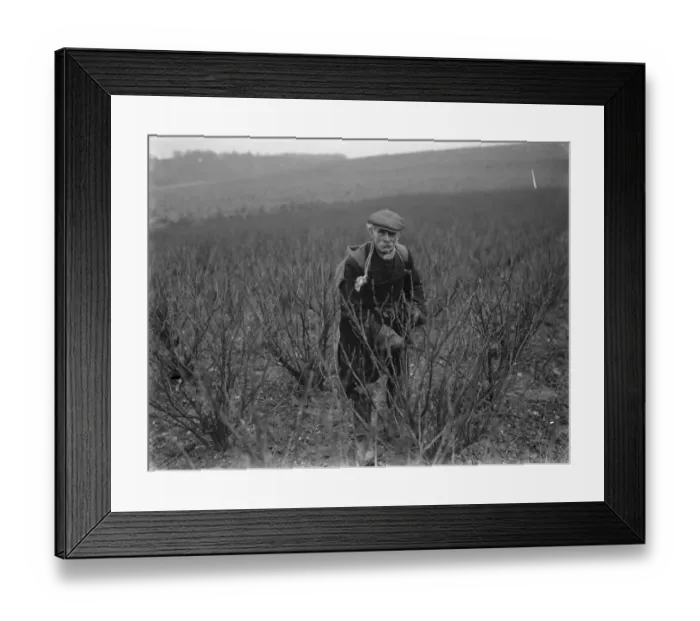 Framed Print : Mr George Walter Lennard in Footscray, Kent, pruning blackcurrant shrubs. 1936