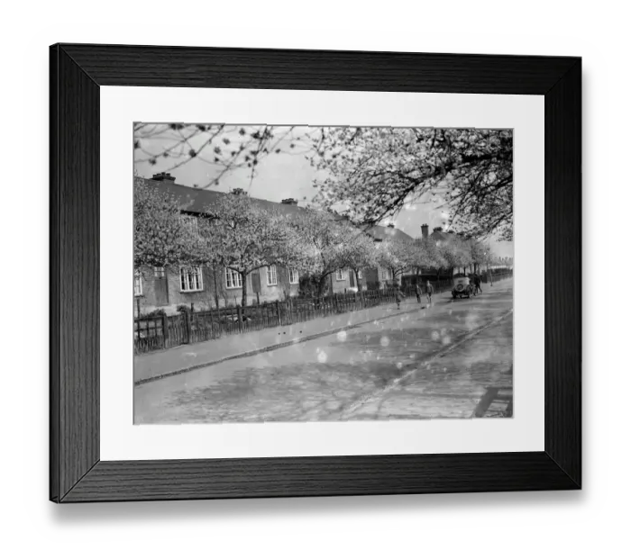 Framed Print : The pink walk. Blossom on the trees in Crayford, Kent. 1936 Framed Print : The pink walk. Blossom on the trees in Crayford, Kent. 1936