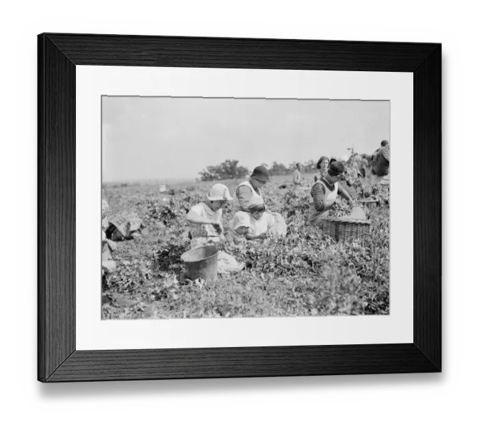 Framed Print : Pea picking in Swanscombe. 6 July 1937 Framed Print : Pea picking in Swanscombe. 6 July 1937