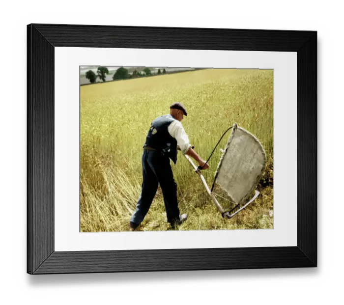 Framed Print : Man cutting corn with a scythe - harvesting by hand. Picture shows Fred Goldup, aged 72 Framed Print : Man cutting corn with a scythe - harvesting by hand. Picture shows Fred Goldup, aged 72