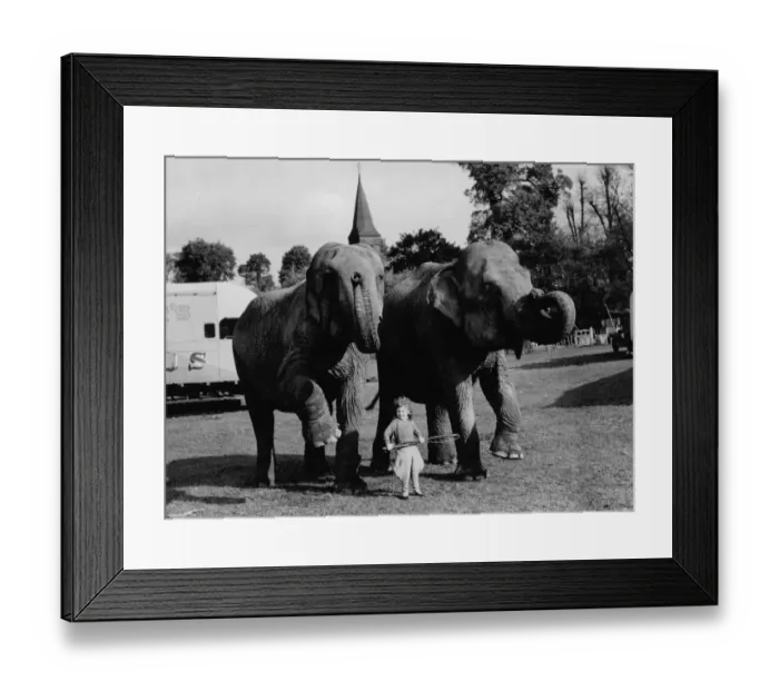 Framed Print : A little girl with the elephants from the Circus at Foots Cray, Kent, England