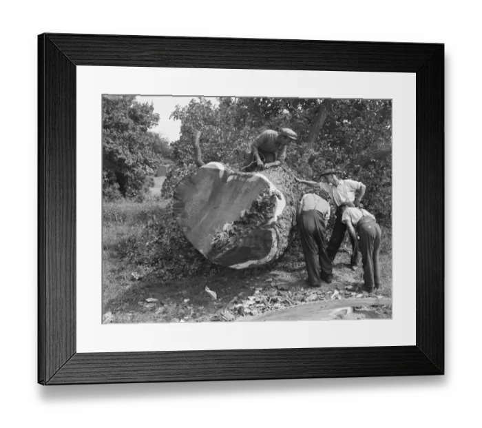 Framed Print : Tree felling in Crayford, Kent 1939