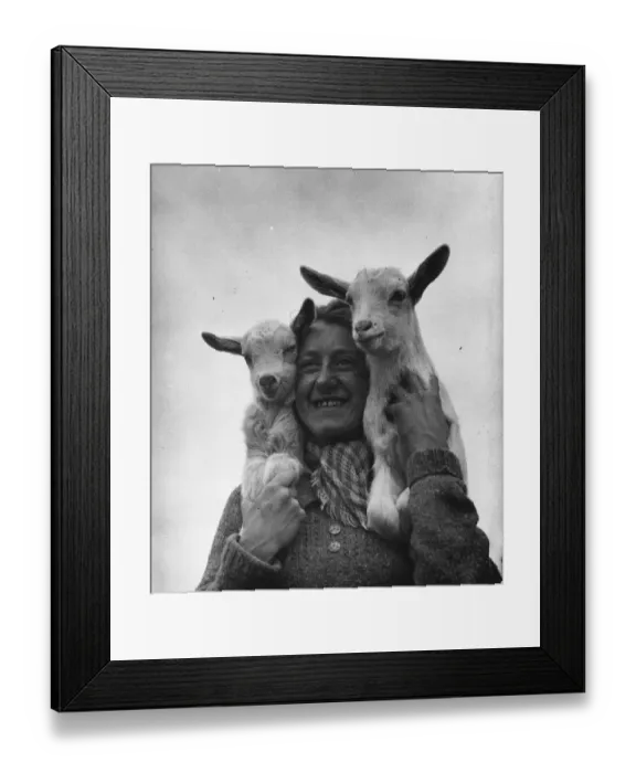 Framed Print : Connie Gurney holding a pair of kids at a goat farm in birling, Kent, 1939 Framed Print : Connie Gurney holding a pair of kids at a goat farm in birling, Kent, 1939