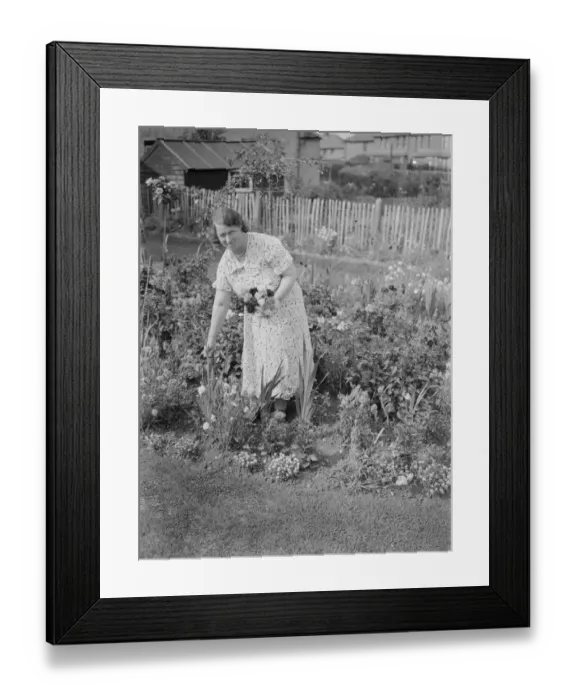 Framed Print : Mrs Es Hollands wins 1st prize garden competition, Dartford. 1937