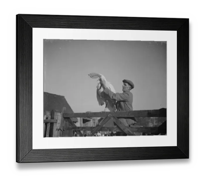 Framed Print : Mr W R Gaines shows off one of his turkeys on a farm in Frant, East Sussex. 1937 Framed Print : Mr W R Gaines shows off one of his turkeys on a farm in Frant, East Sussex. 1937