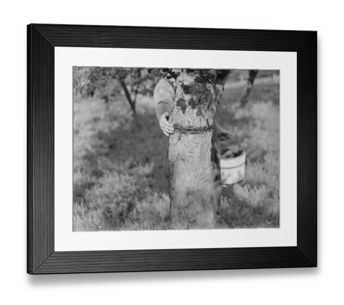 Framed Print : Placing sticking bands on trees. 1935
