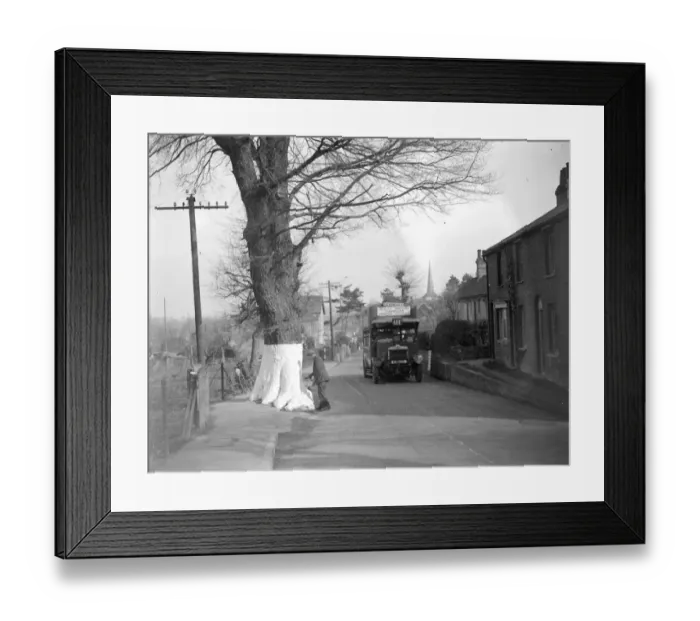 Framed Print : Whitewashing the tree trunks on the roadside for safety in Eynsford, Kent. [Sevenoaks