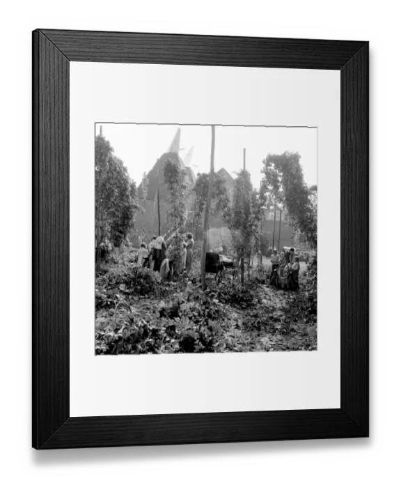 Framed Print : Hop picking at Paddock Wood in Kent. 1st September 1958