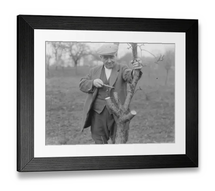 Framed Print : Mr Searles grafting fruit trees. 1939 Framed Print : Mr Searles grafting fruit trees. 1939
