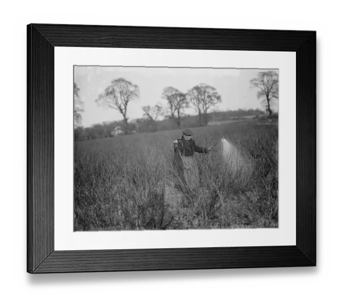 Framed Print : A farmer sprays his currants. 1936 Framed Print : A farmer sprays his currants. 1936