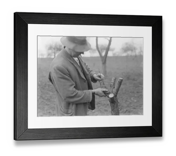 Framed Print : A man grafting apple trees. 1939 Framed Print : A man grafting apple trees. 1939