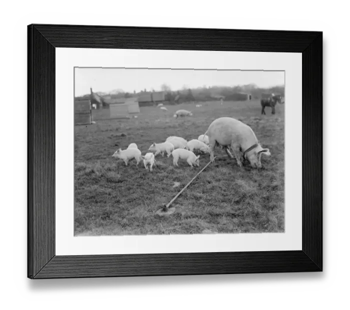 Framed Print : Pigs at Homewoods Farm in Seal, Kent. A sow, tethered to the ground, rummages Framed Print : Pigs at Homewoods Farm in Seal, Kent. A sow, tethered to the ground, rummages
