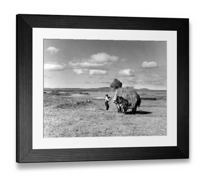 Framed Print : Getting in the hay crop in the Hebrides. Southern farmers may grumple about the weather Framed Print : Getting in the hay crop in the Hebrides. Southern farmers may grumple about the weather