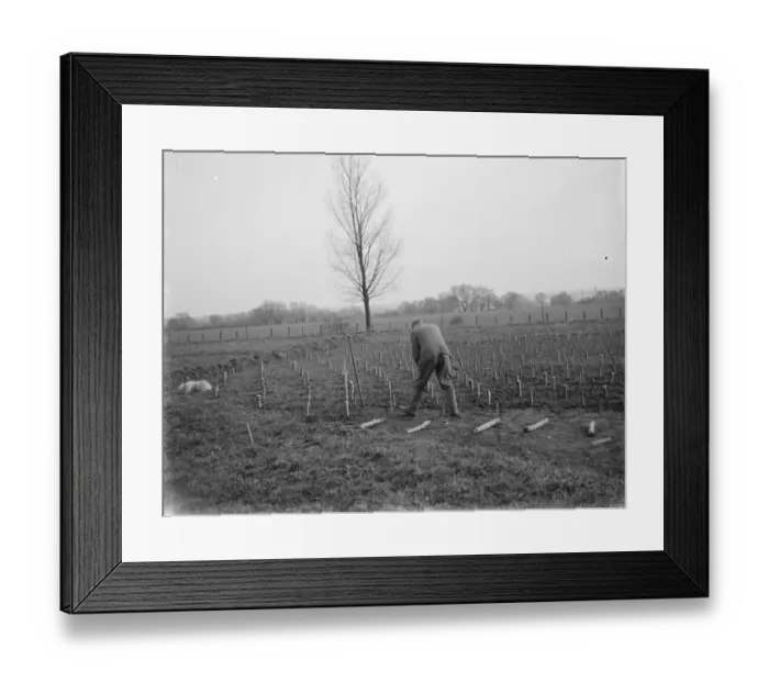 Framed Print : Planting stubs of cricket bat willows in Shoreham, Kent. 1937 Framed Print : Planting stubs of cricket bat willows in Shoreham, Kent. 1937