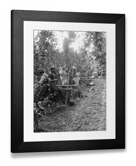 Framed Print : Hop picking. 1935