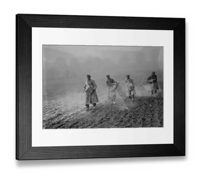 Framed Print : Farm workers spreading bone fertilizer on the fields in St Mary Cray, Kent. 1936 Framed Print : Farm workers spreading bone fertilizer on the fields in St Mary Cray, Kent. 1936