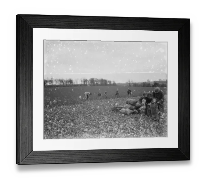 Framed Print : Cattle fodder for human consumption being picked by hand. 1936 Framed Print : Cattle fodder for human consumption being picked by hand. 1936